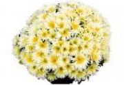 Chryzantemy doniczkowe drobnokwiatowe o dużych kwiatostanach