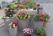 Kwiaty balkonowe, rabatowe, doniczkowe, byliny