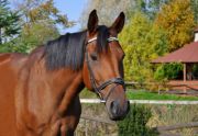 Szkółka jeździecka - duże konie