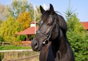 Szkółka jeździecka - duże konie