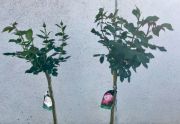 Róże drzewkowe dwukolorowe