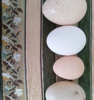 Jaja indycze, kurze, perlicze i kacze