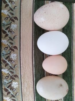 Jaja indycze, kurze, perlicze i kacze