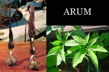 Arum Cornutum