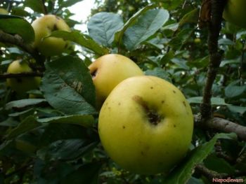 Dawne odmiany jabłoni