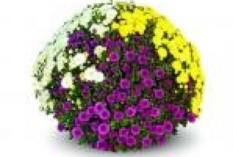 Chryzantemy doniczkowe drobnokwiatowe "Trixy"