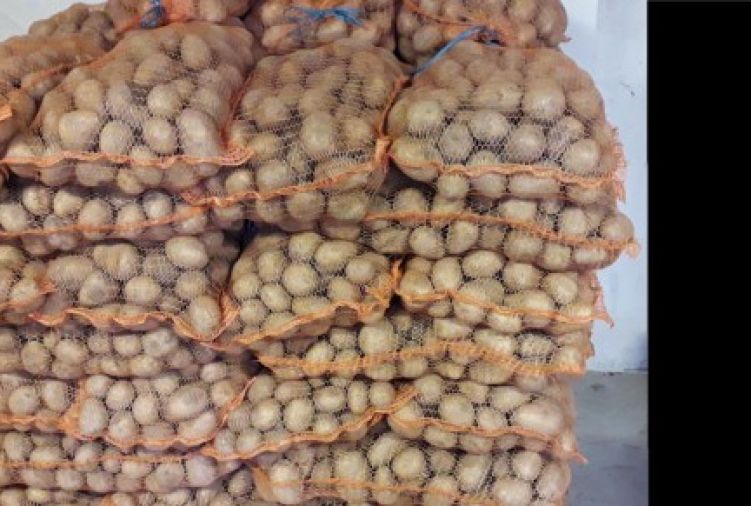 Ziemniak jadalny Gala