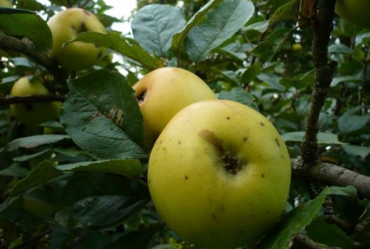 Dawne odmiany jabłoni