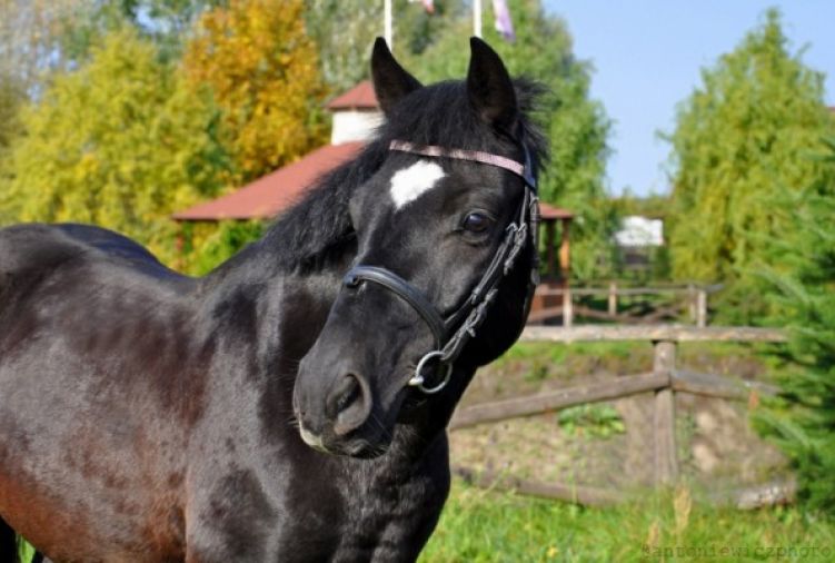 Szkółka jeździecka - pony/kuce